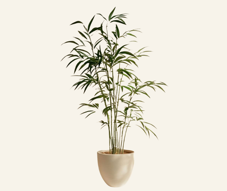 Bamboo Palms x4