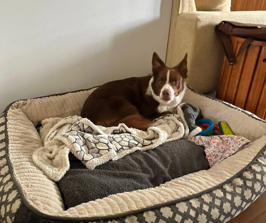 Pet Sit Peanut